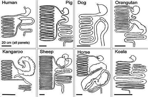 Long Cecum of some Herbivorous Animals - Page 5