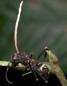 Ophiocordyceps unilateralis (Cordyceps unilateralis) - Page 1