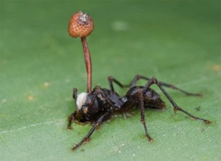 Ophiocordyceps unilateralis (Cordyceps unilateralis) - Page 2