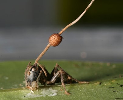 Ophiocordyceps unilateralis (Cordyceps unilateralis) - Page 3