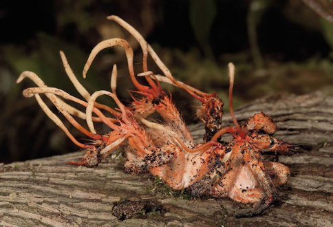 Ophiocordyceps unilateralis (Cordyceps unilateralis) - Page 7