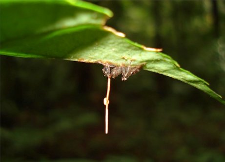 Ophiocordyceps unilateralis (Cordyceps unilateralis) - Page 8