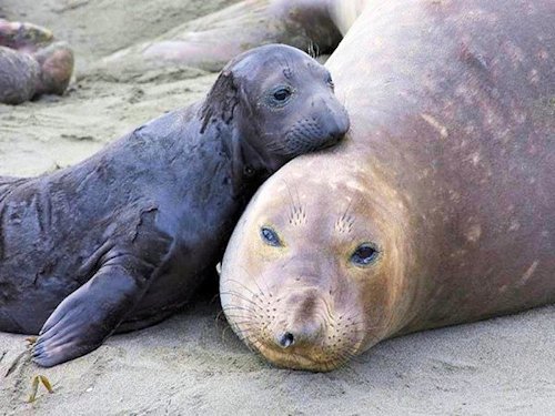 Harbor Seal and Pup  - Scene 4