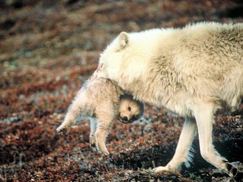 Wolf and Pup  - Scene 16