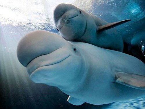 Beluga Whale and Calf  - Scene 58