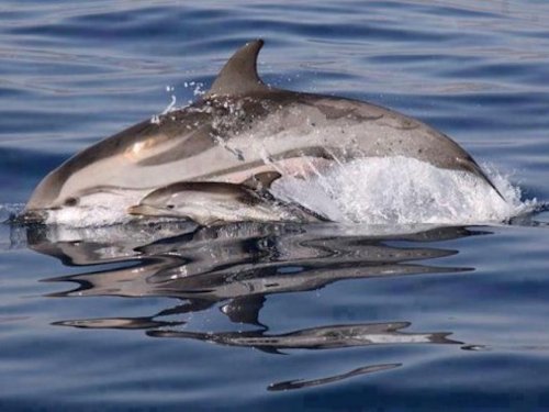 Dusky Dolphin and Calf  - Scene 63