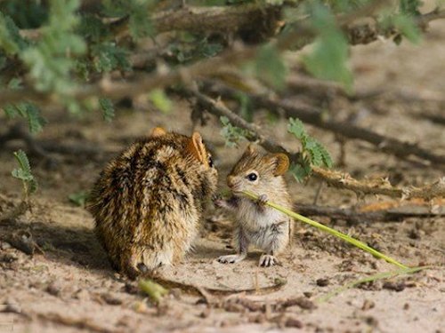Gerbil and Pup  - Scene 68