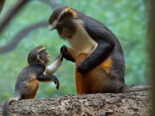 Black-handed spider monkey  - Scene 69