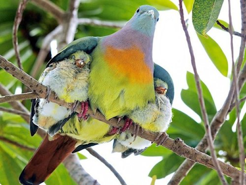 Unknown Bird  - Scene 70