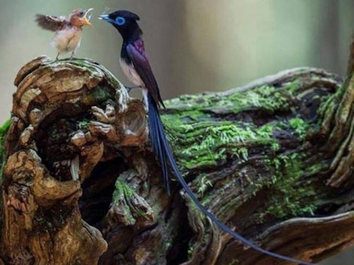 Long-tailed Widowbird  - Scene 71