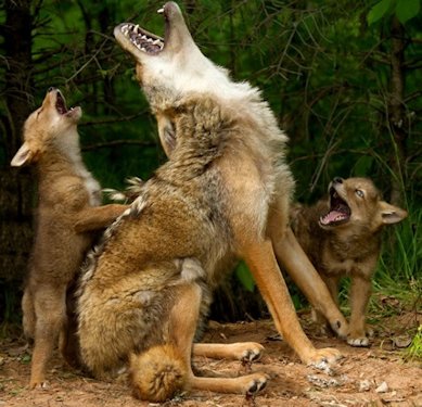 Coyote and Pup  - Scene 72