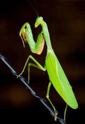 Praying Mantis 