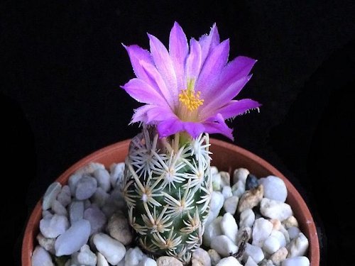 Escobaria minima 