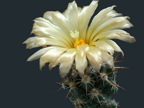 Coryphantha wohlshlageri 