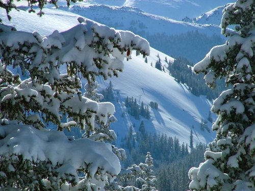 Snow Laden Trees - Scene 8