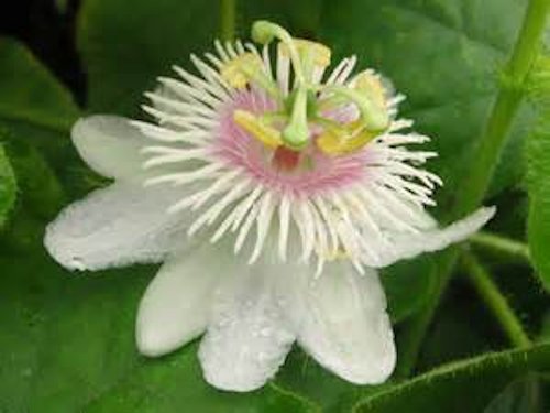 Wild Maracuja - Passiflora Foetida 