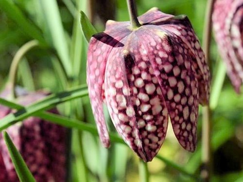 Snake's Head Fritillary - Fritillaria meleagris 