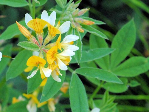 Bog Deervetch - Lotus pinnatus 