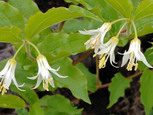 Hooker's Fairybell - Disporum hookeri 