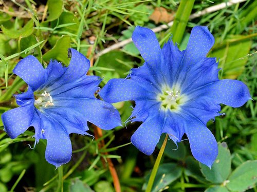 Mountain Bog Gentian - Gentiana calycosa 