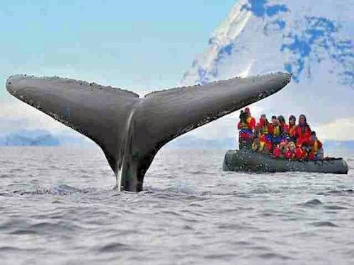 A Humpback Whale Putting on a Show - Scene 2