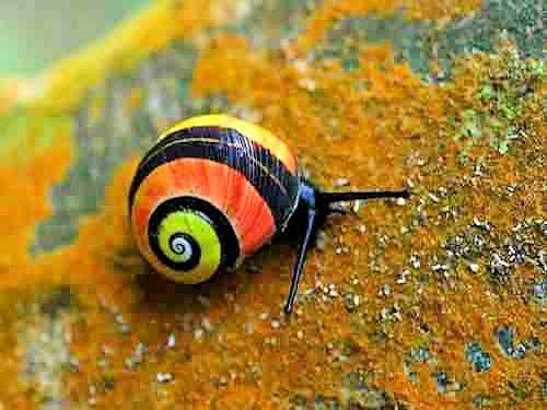 Cuban Land Snail (Polymita picta) - Scene 4