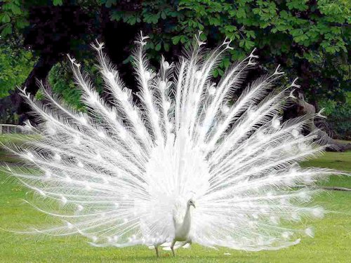 A Leucistic Indian Peacock - Scene 5