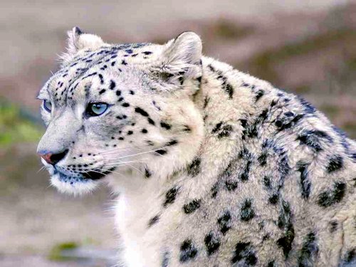 A Snow Leopard - Scene 6