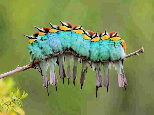 European Bee-eater (Merops apiaster) - Scene 7