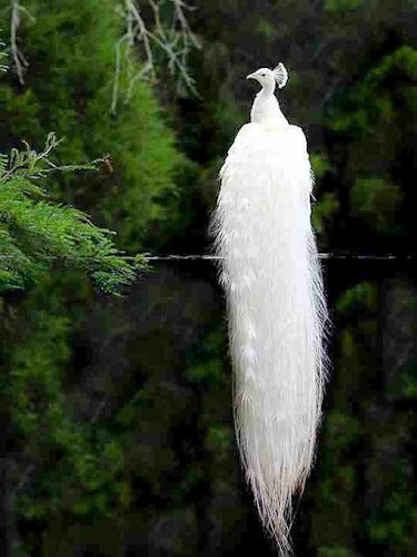 White Indian Peahen - Scene 50