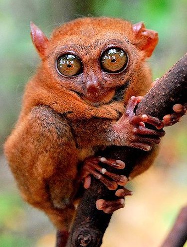 Philippine Tarsier - Scene 52