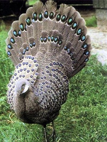 Grey Peacock Pheasant - Scene 54