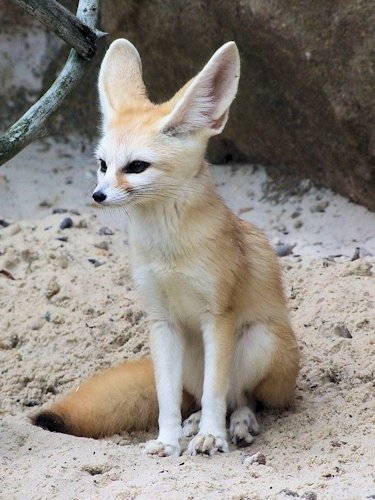 Fennec Fox - Scene 56