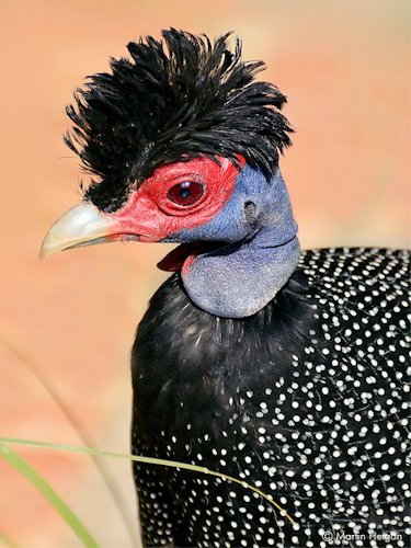 Crested Guinea Fowl - Scene 57