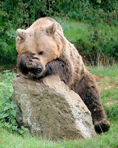 Bear - Photo 12
