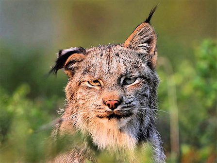 African Wild Cat - Photo 13