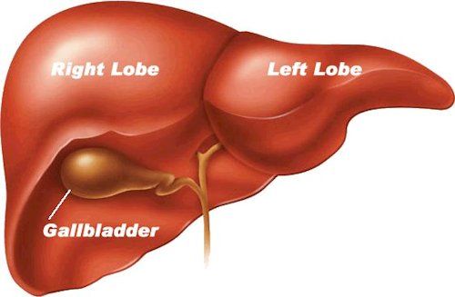 Liver Scene 1 