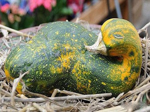 A gourd-shaped duck  - Scene 4