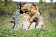 Incredible Photos of Patience and Timing Photo 2
