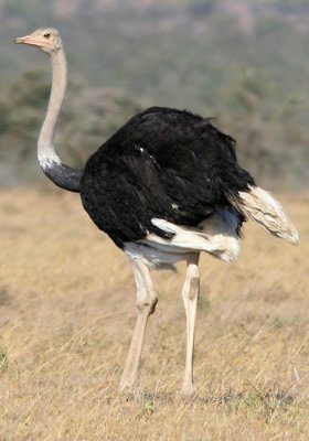 An Ostrich