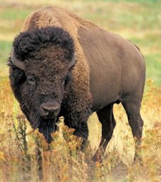 Buffalo