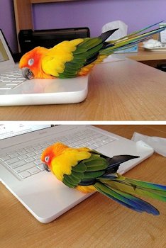 God Bless Laptops - Scene 8