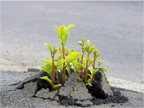 Life Breaks Through Barriers - Scene 2