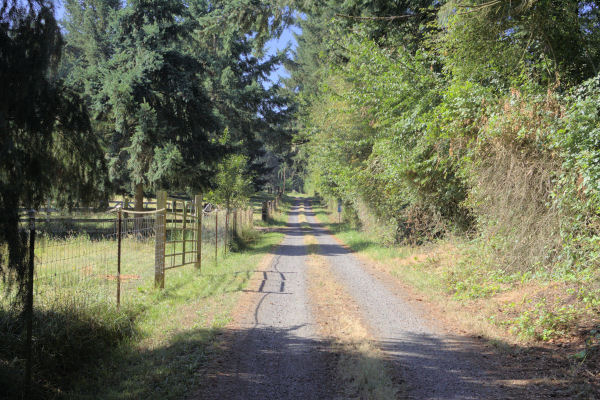 Pierland Lane as it passes Judy Taylor's Place