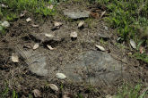 Sawn off Stump