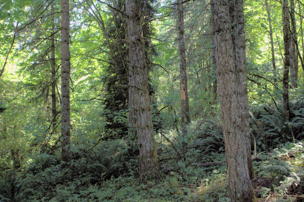 Our Wild Area to the East