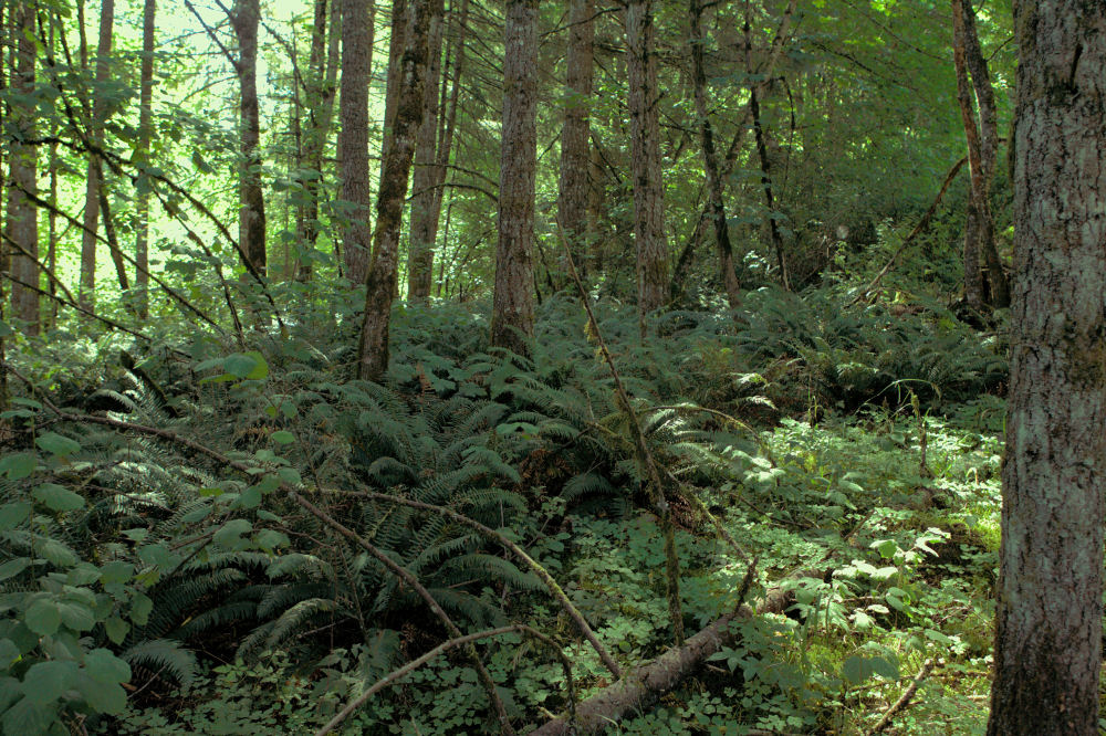 Our Wild Area