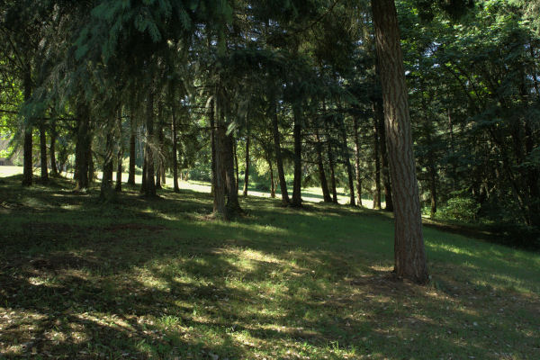 Our Woodlands