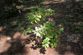 Rhododendron 3