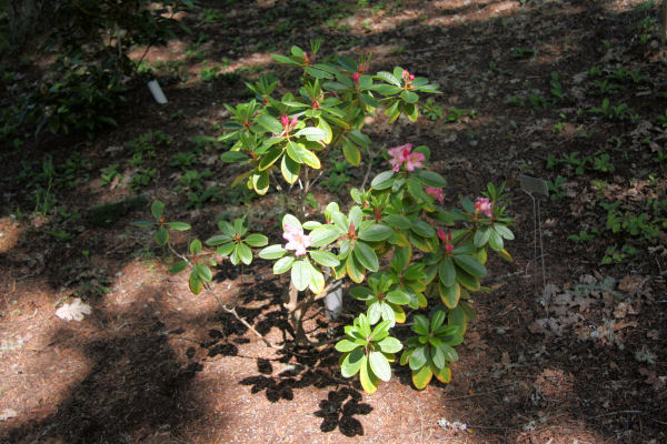 Rhododendron 1